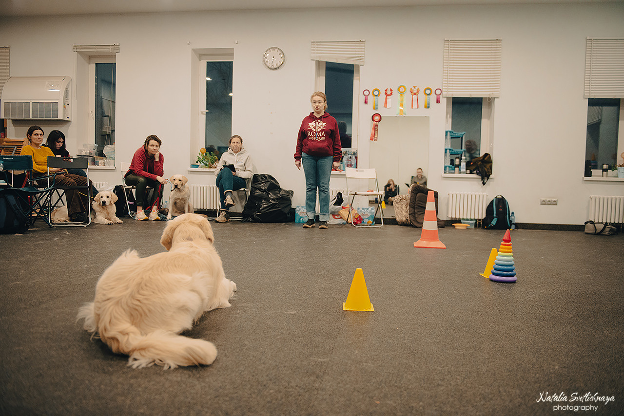 Семинар с Марией Рыбкиной «Игры с собаками» (24.02.2023). Фотограф-анималист Наталья Светличная