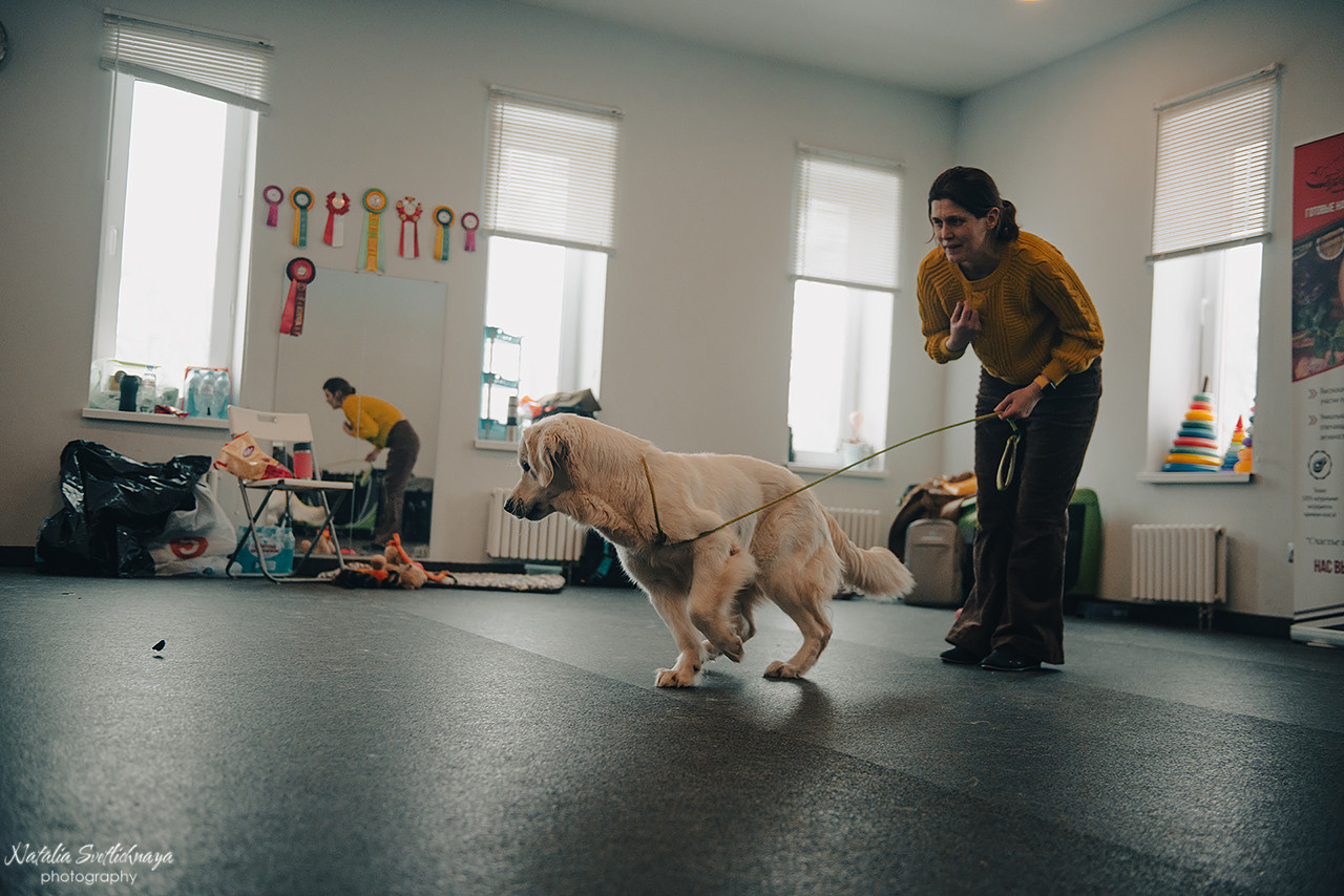 Семинар с Марией Рыбкиной «Игры с собаками» (24.02.2023). Фотограф-анималист Наталья Светличная