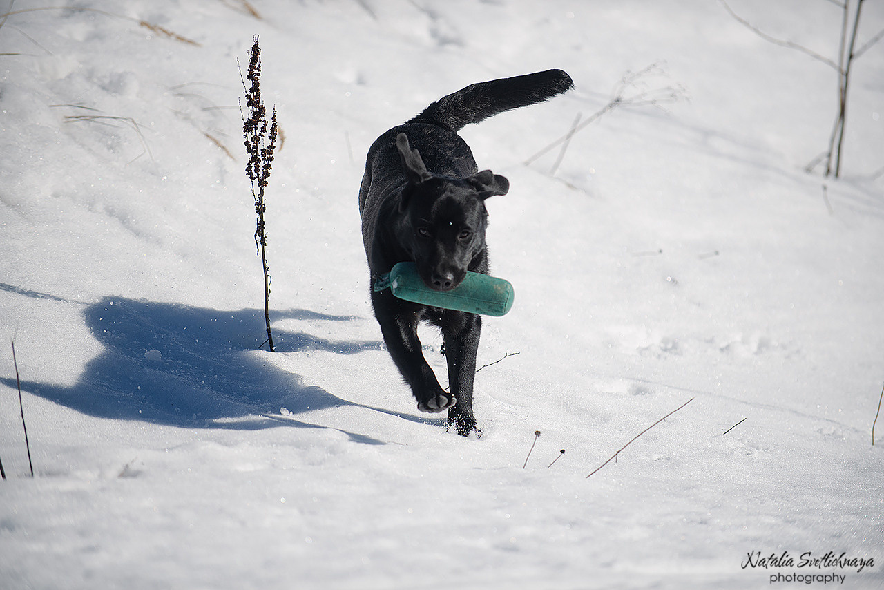 Тренировочный воркинг тест Школы Шмеля 18 марта 2023. Фотограф-анималист Наталья Светличная