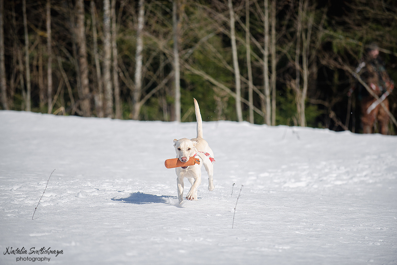 Тренировочный воркинг тест Школы Шмеля 18 марта 2023. Фотограф-анималист Наталья Светличная