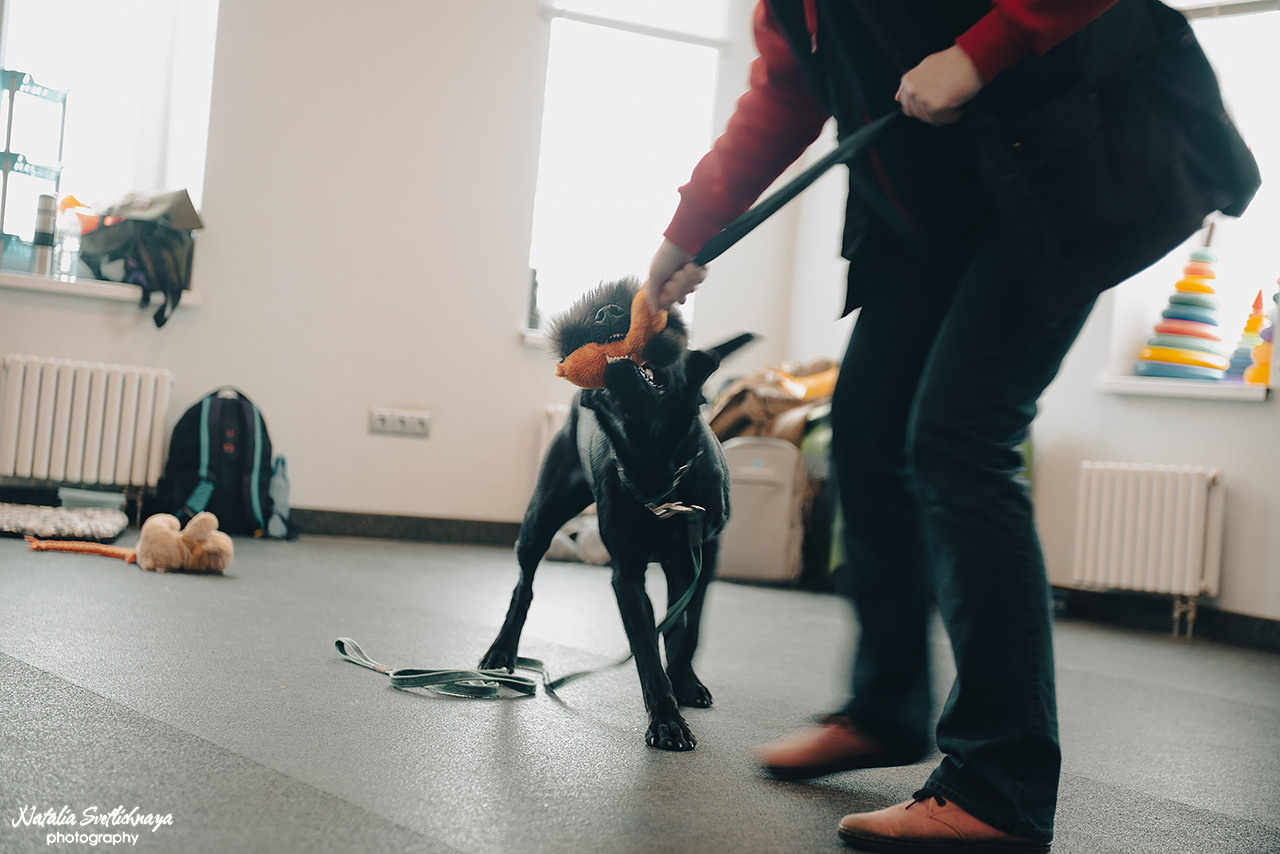 Семинар с Марией Рыбкиной «Игры с собаками» (24.02.2023). Фотограф-анималист Наталья Светличная