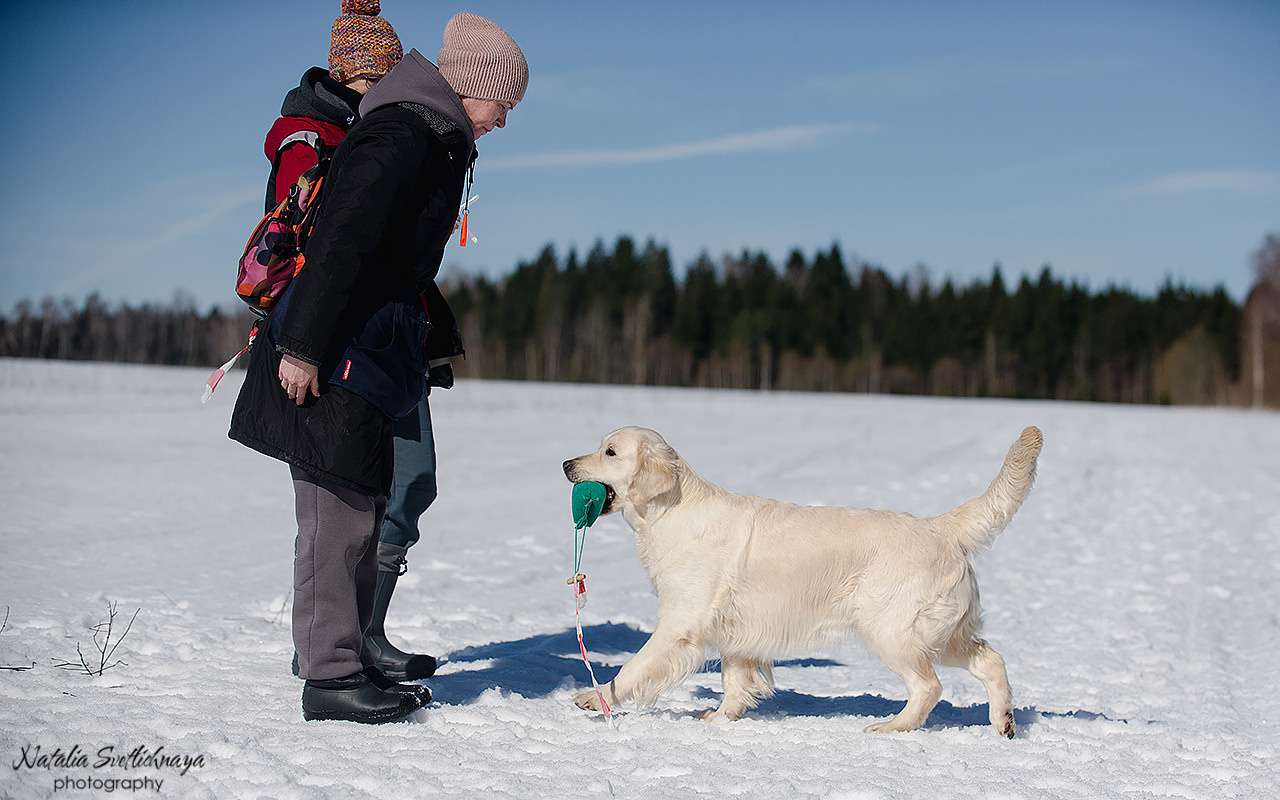 Тренировочный воркинг тест Школы Шмеля 18 марта 2023. Фотограф-анималист Наталья Светличная