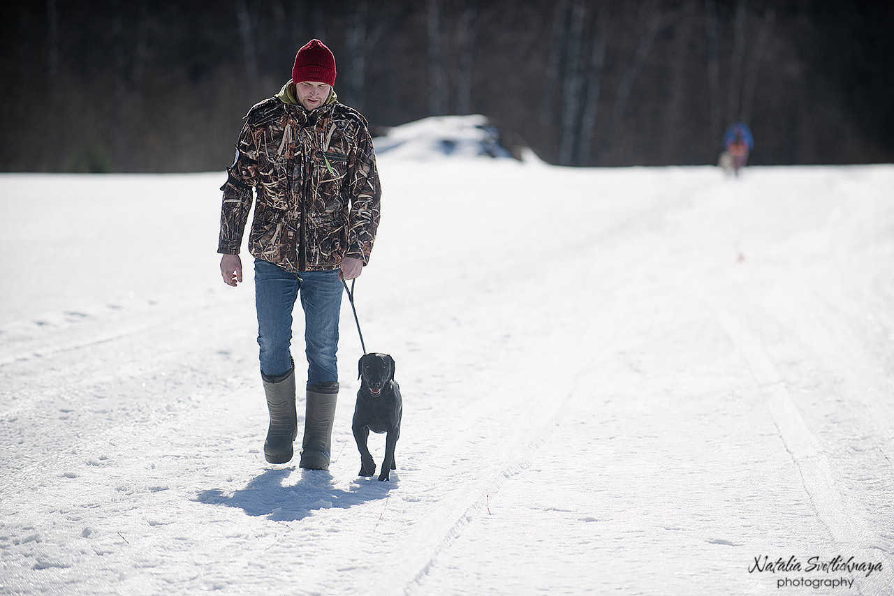 Тренировочный воркинг тест Школы Шмеля 18 марта 2023. Фотограф-анималист Наталья Светличная