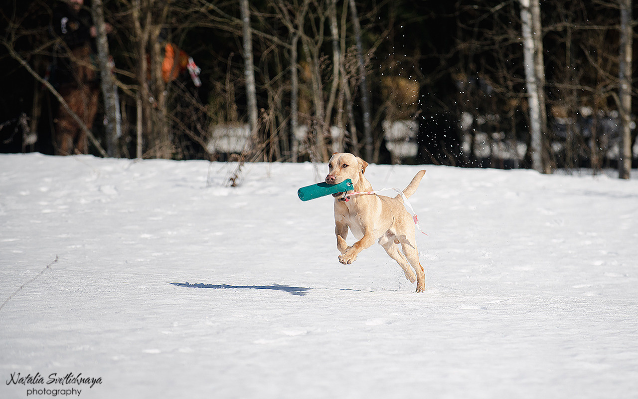 Тренировочный воркинг тест Школы Шмеля 18 марта 2023. Фотограф-анималист Наталья Светличная
