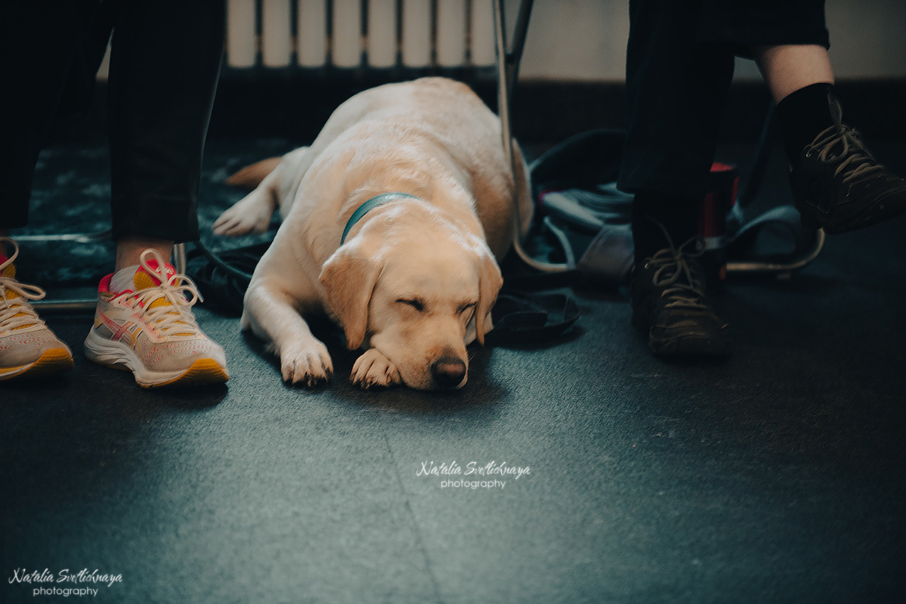 Семинар с Марией Рыбкиной «Игры с собаками» (24.02.2023). Фотограф-анималист Наталья Светличная