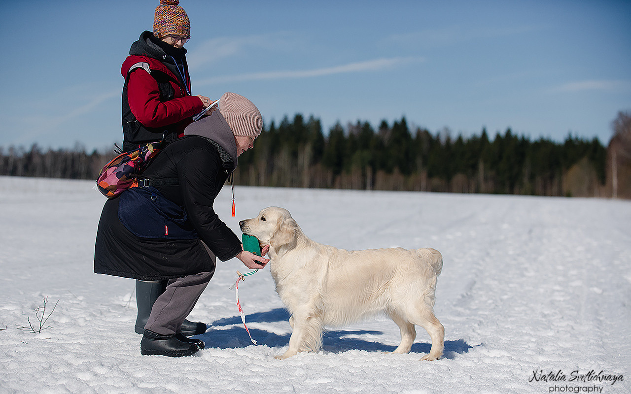 Тренировочный воркинг тест Школы Шмеля 18 марта 2023. Фотограф-анималист Наталья Светличная