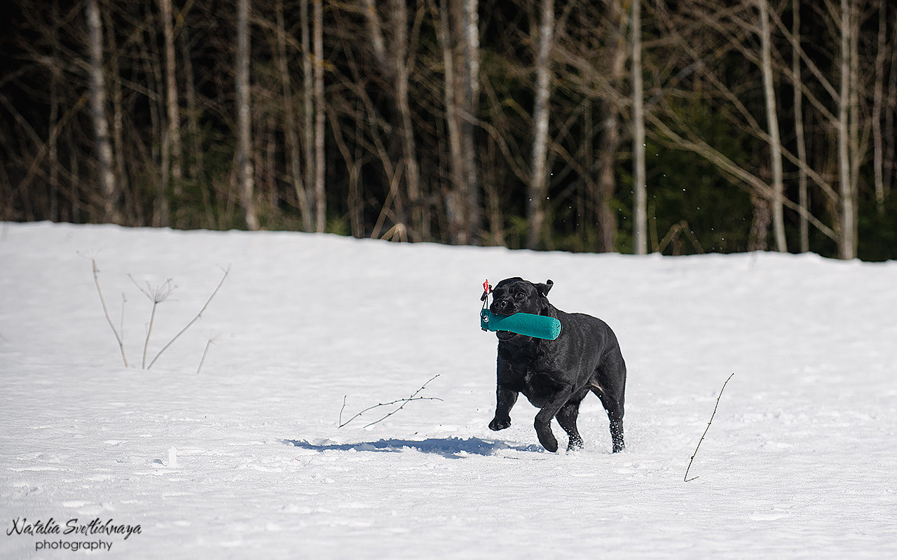 Тренировочный воркинг тест Школы Шмеля 18 марта 2023. Фотограф-анималист Наталья Светличная