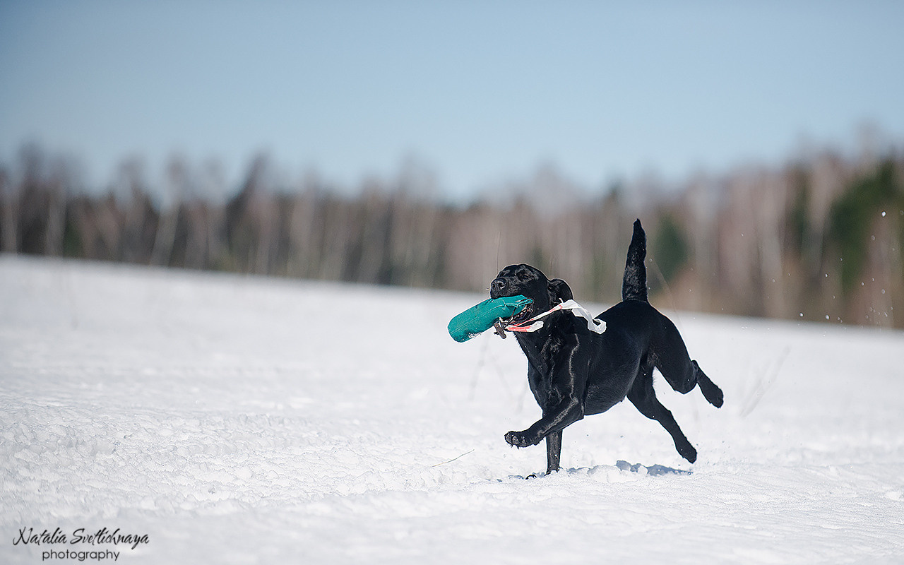 Тренировочный воркинг тест Школы Шмеля 18 марта 2023. Фотограф-анималист Наталья Светличная