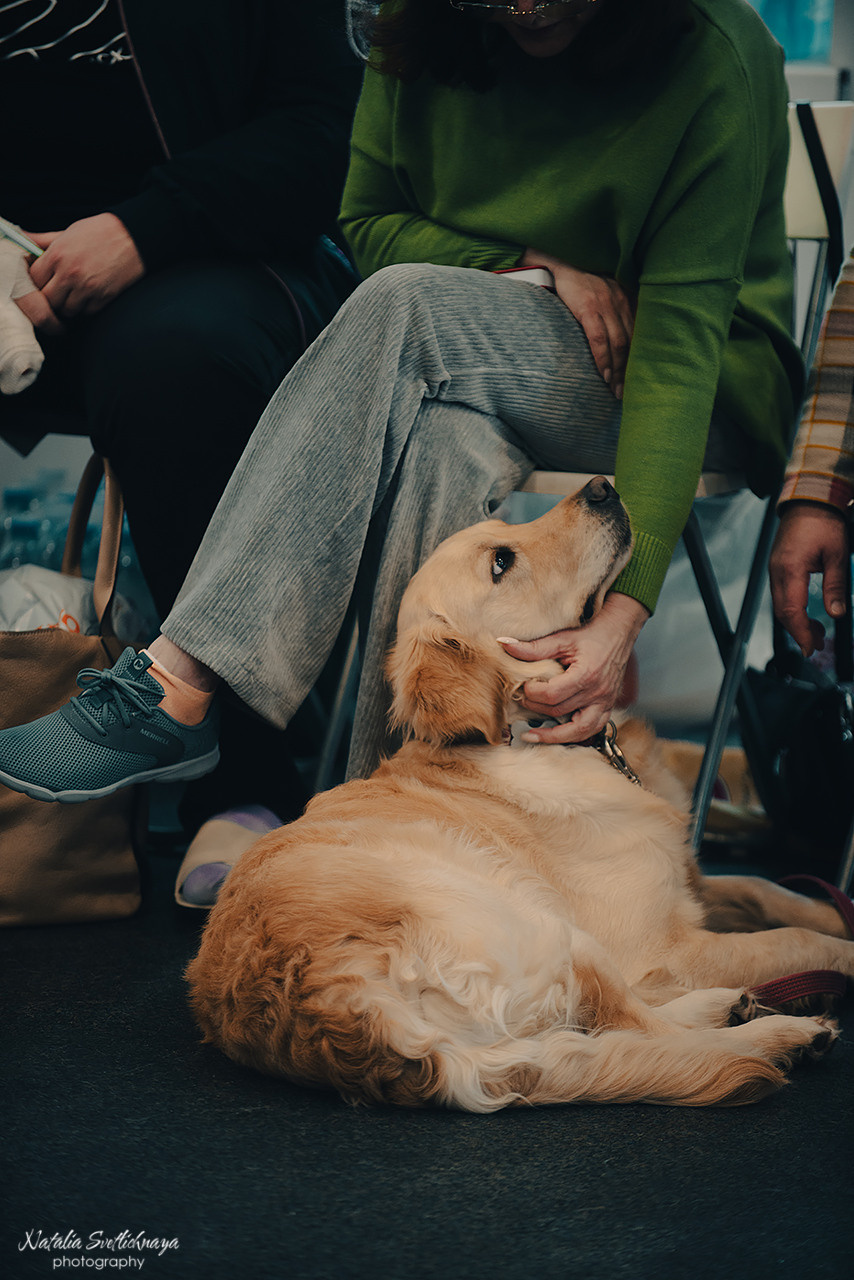 Семинар с Марией Рыбкиной «Игры с собаками» (24.02.2023). Фотограф-анималист Наталья Светличная