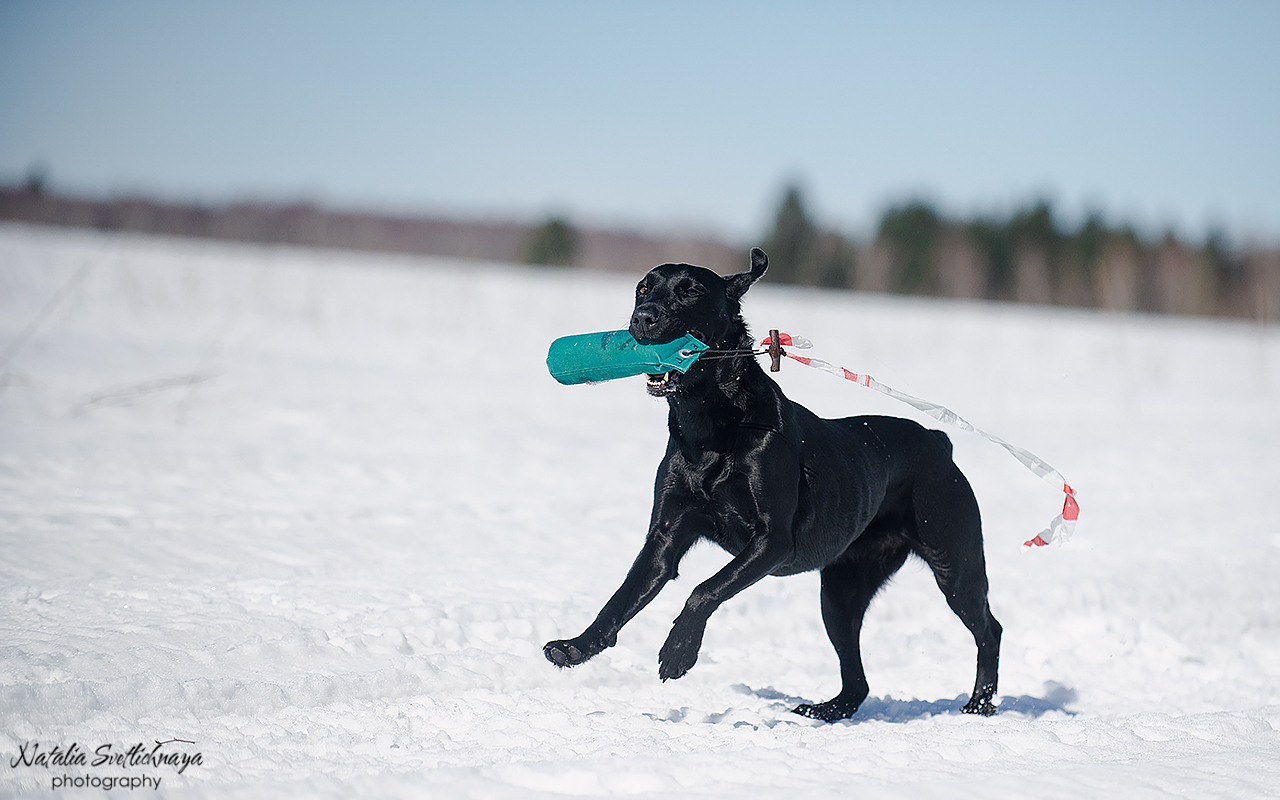 Тренировочный воркинг тест Школы Шмеля 18 марта 2023. Фотограф-анималист Наталья Светличная