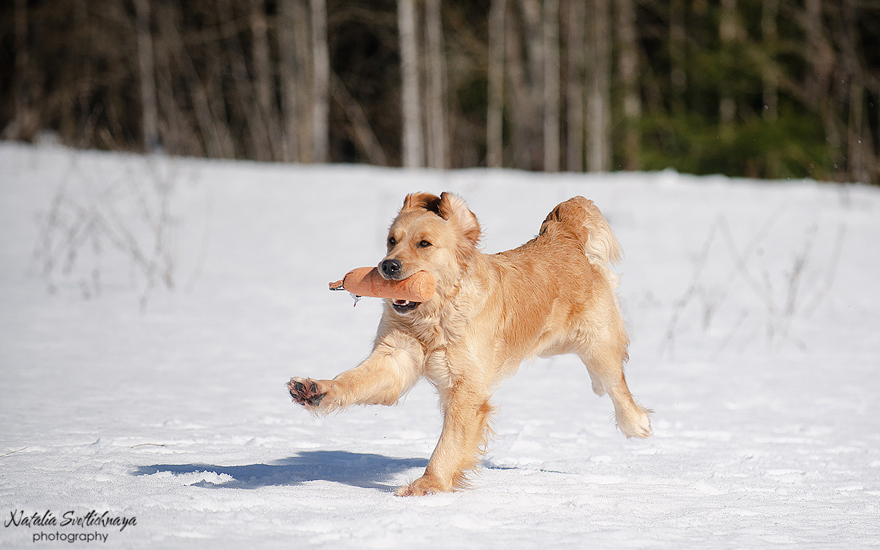 Тренировочный воркинг тест Школы Шмеля 18 марта 2023. Фотограф-анималист Наталья Светличная