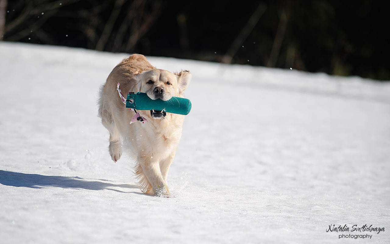 Тренировочный воркинг тест Школы Шмеля 18 марта 2023. Фотограф-анималист Наталья Светличная