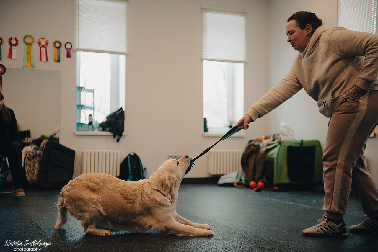 Семинар с Марией Рыбкиной «Игры с собаками» (24.02.2023). Фотограф-анималист Наталья Светличная