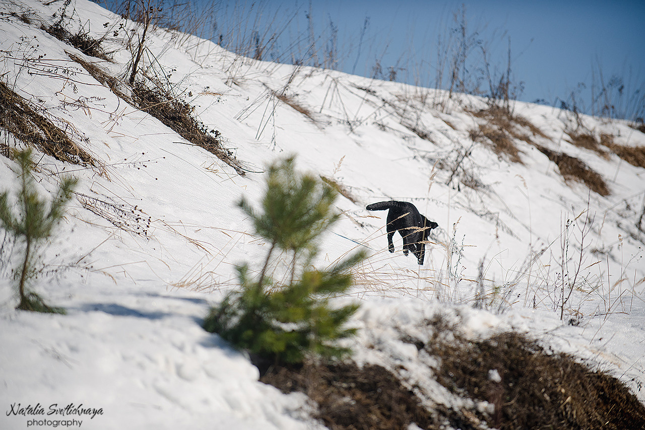 Тренировочный воркинг тест Школы Шмеля 18 марта 2023. Фотограф-анималист Наталья Светличная