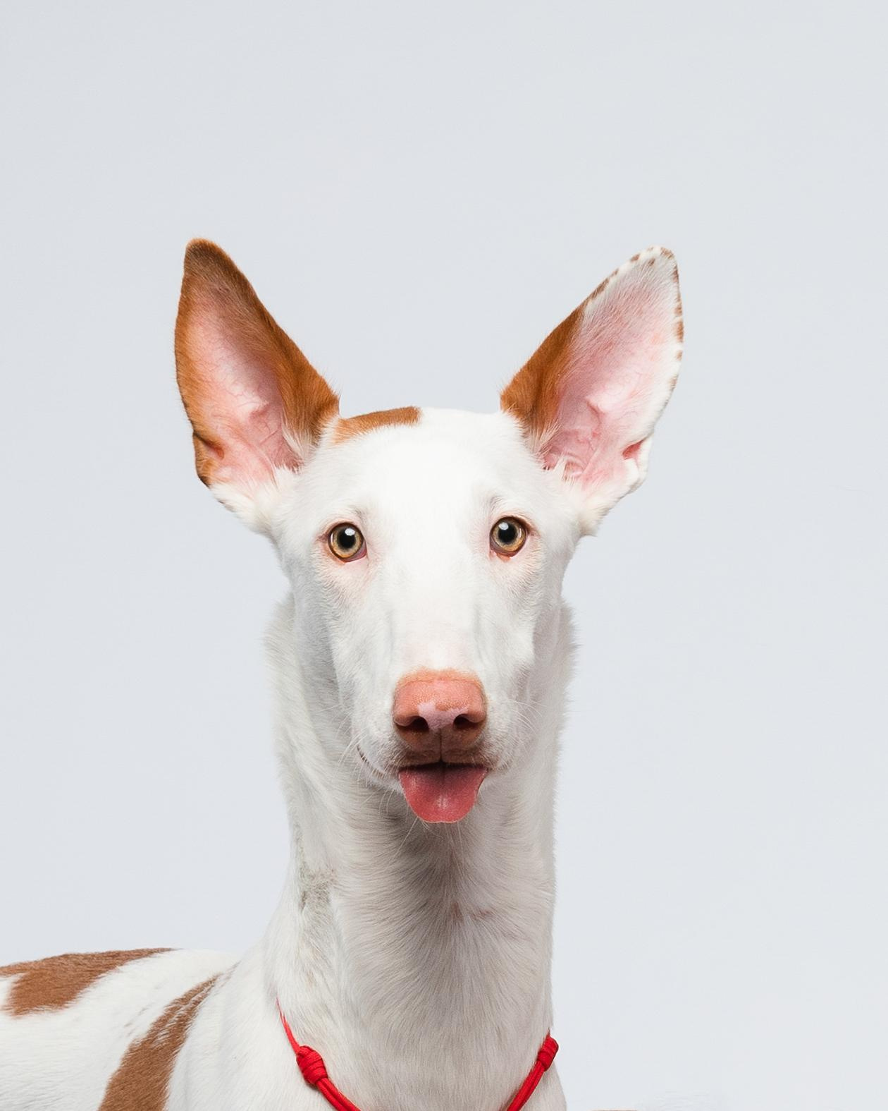 Альма, Вула и Даша. Фотограф анималист Осипчикова Мария