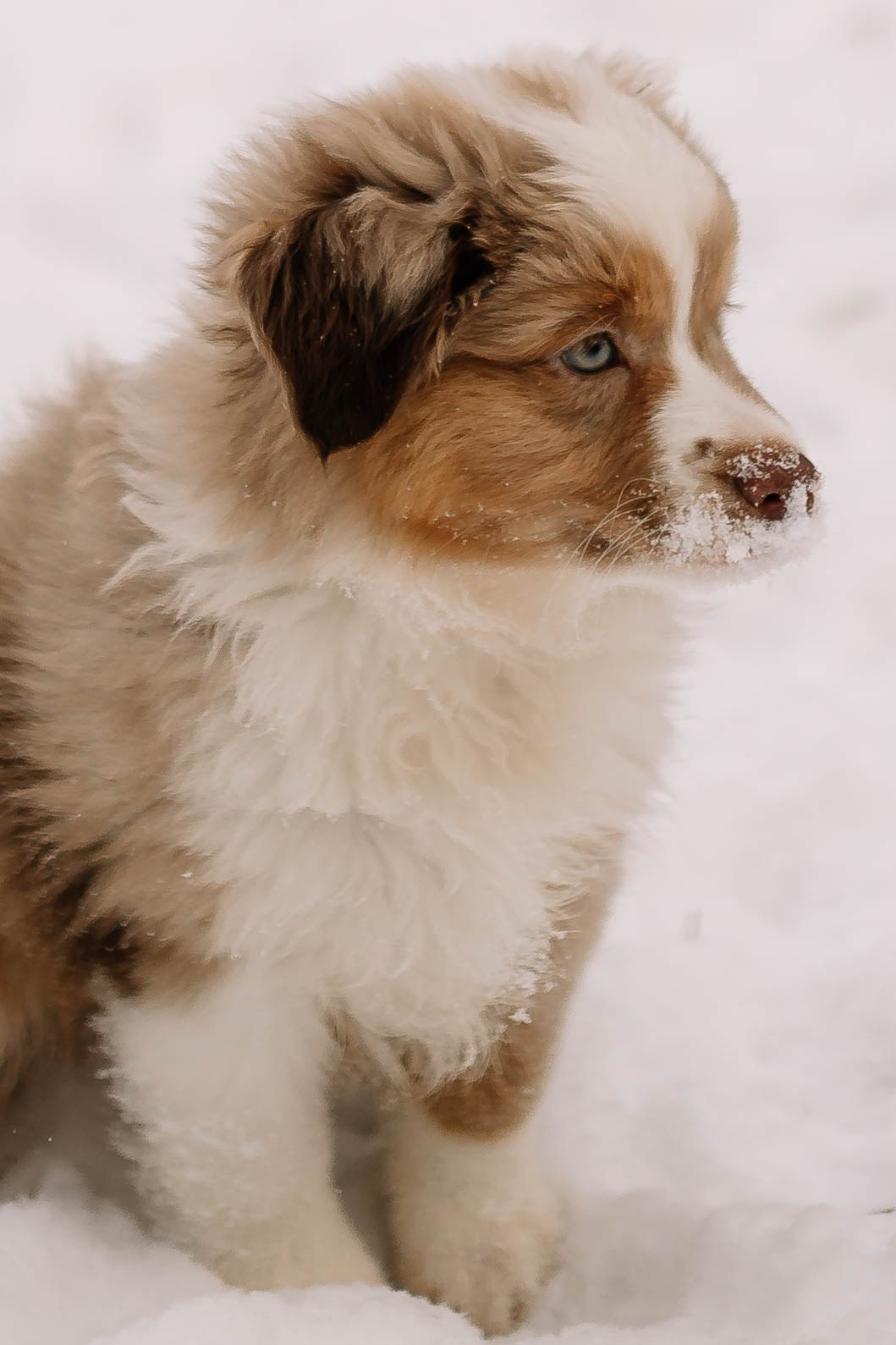 Щенки Миниатюрной американской овчарки. Прогулка в лесу. Фотограф Александра Кузнецова