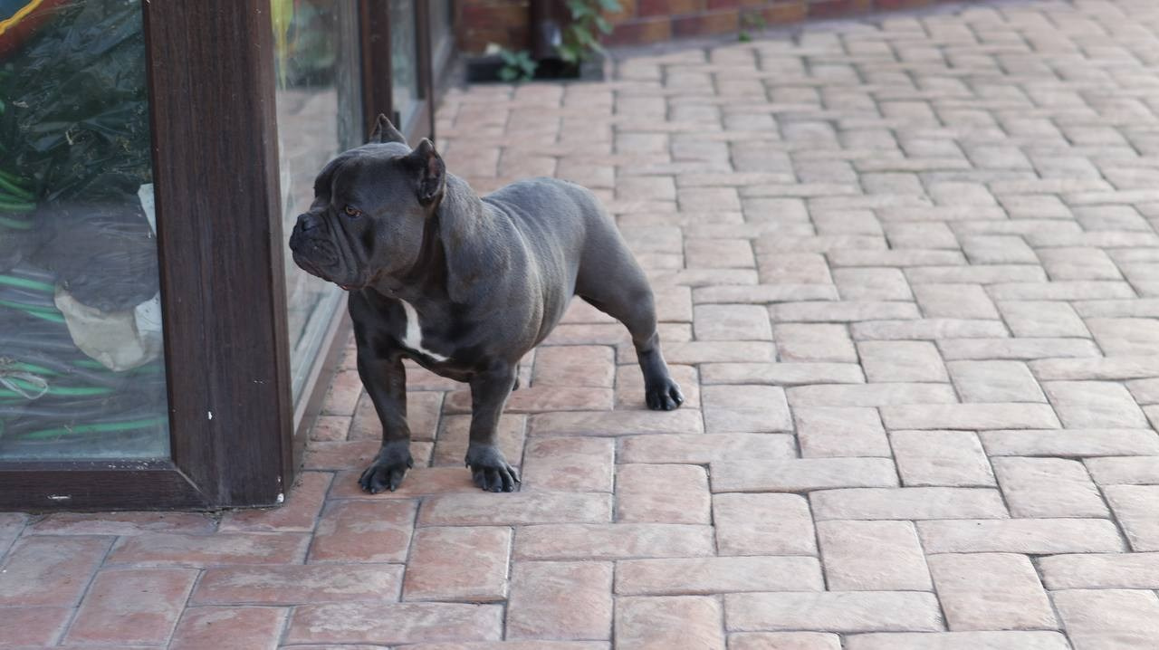 Купить Булли Саратов, Купить Американского Булли Саратов, Американский Булли Саратов, Купить щенка Булли Саратов,  Питомник Американских булли Саратов, 