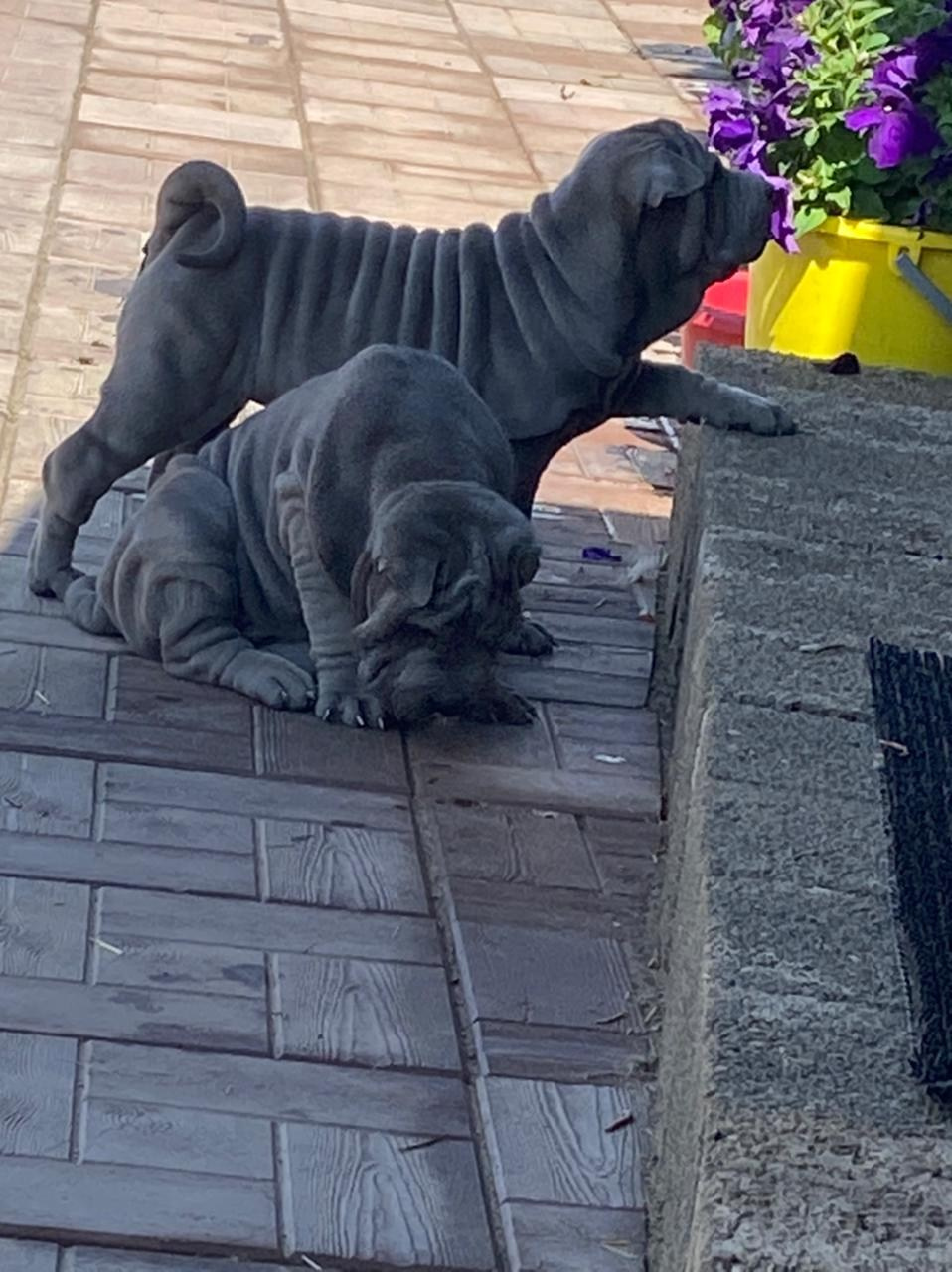 Купить Булли Забайкальск, Купить Американского Булли Забайкальск, Американский Булли Забайкальск, Купить щенка Булли Забайкальск,  Питомник Американских булли Забайкальск, 