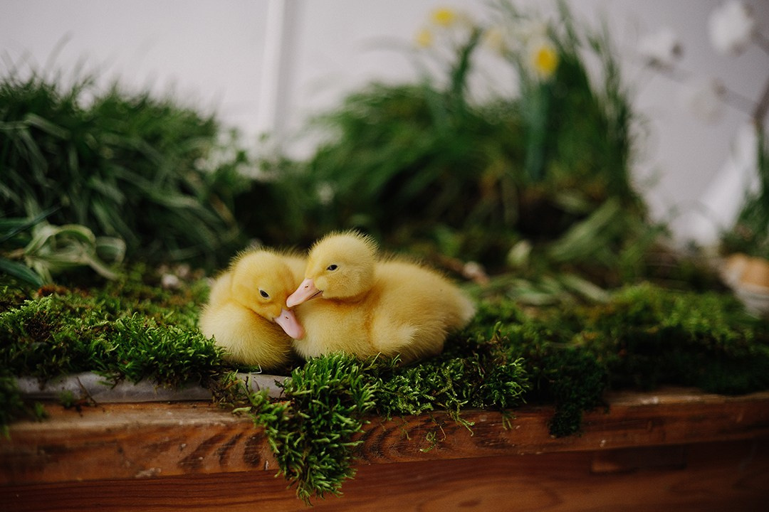 УТЯТА ПАСХА. Самые яркие съемки в туапсе с живыми утятами. Фотограф новорожденных и семей Туапсе Краснодарский край Анна Альтман