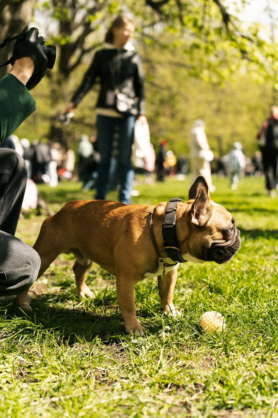 Парад Бульдогов. Axenov_eugene