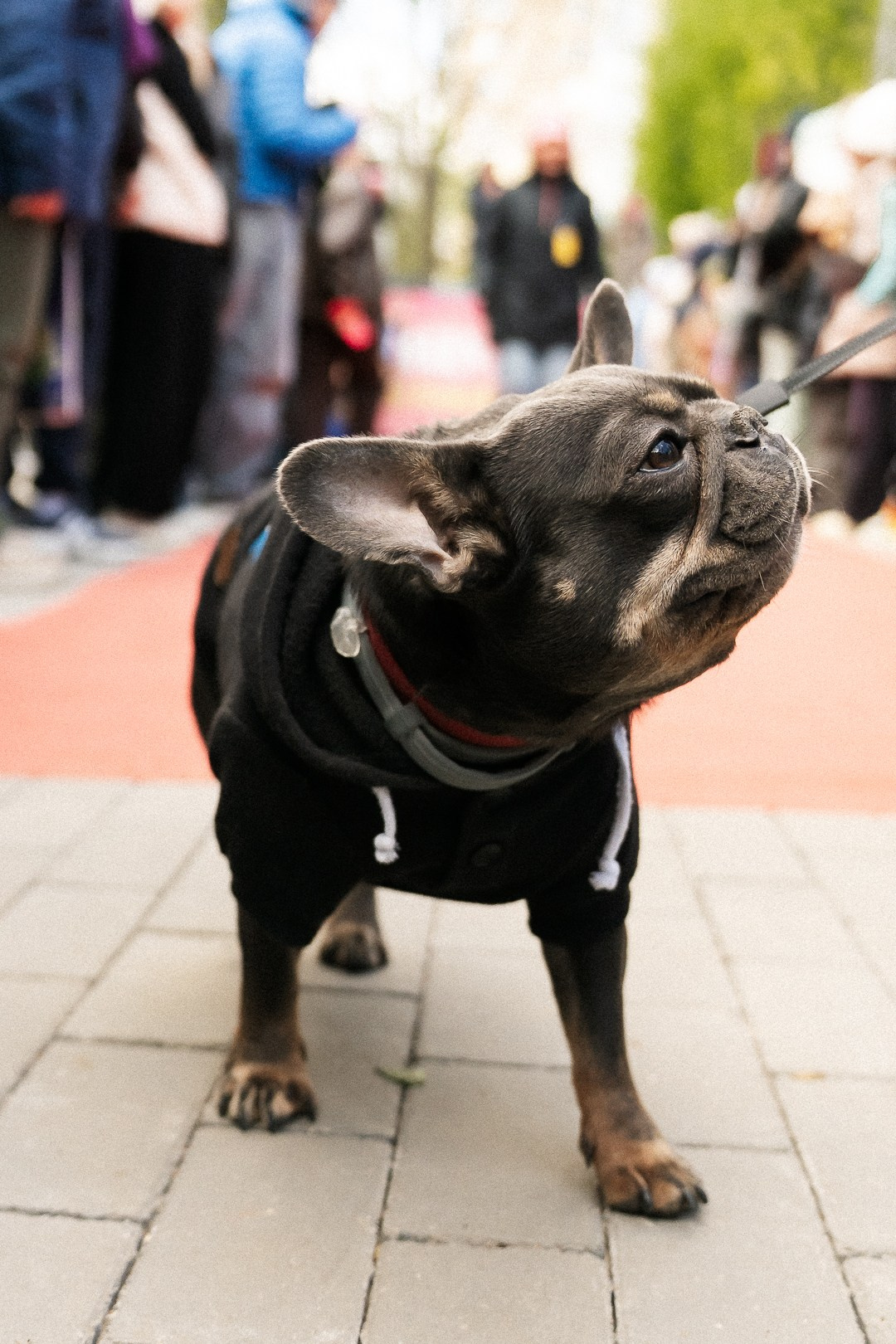 Парад Бульдогов. Axenov_eugene