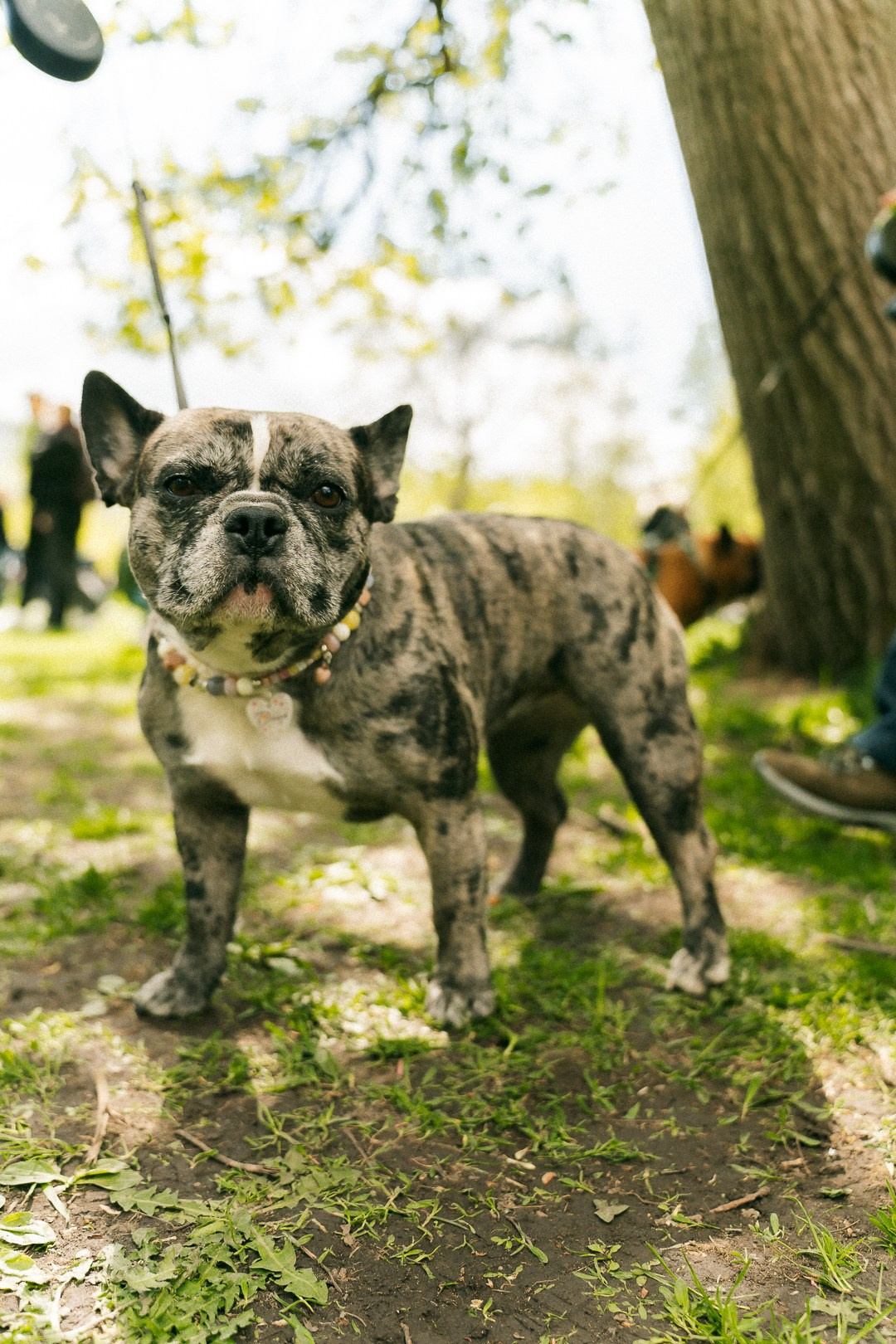 Парад Бульдогов. Axenov_eugene