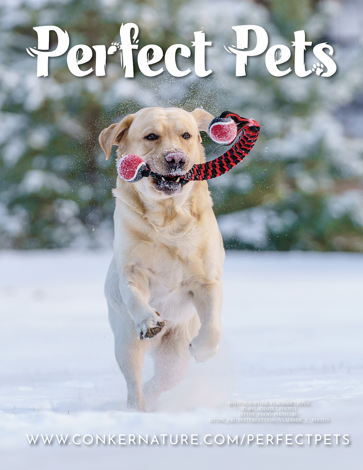 Фото в журнале Perfect Pets