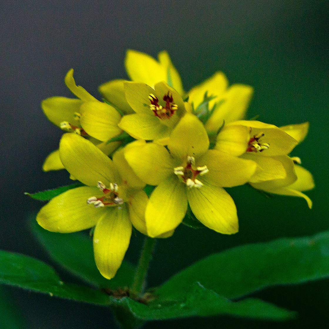 Травы. Природа севера