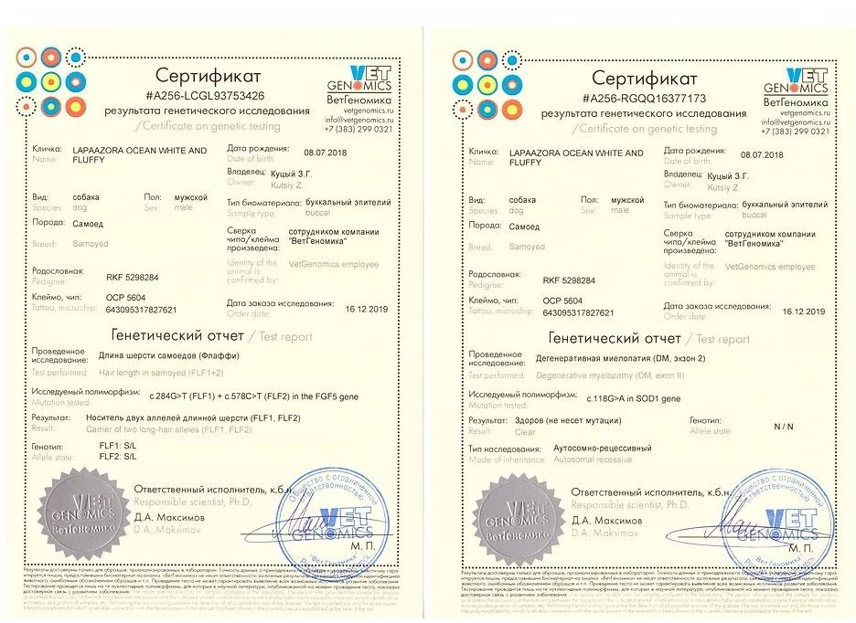 Родители / Щенки. Самоед Новосибирск