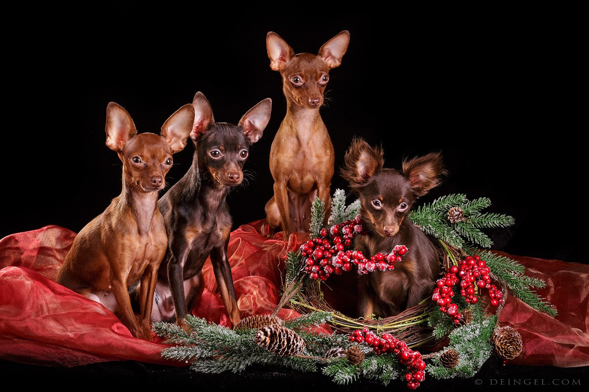 Студийная съёмка собак. Фотограф-анималист Natalia Deingel | Фотосъемка собак в Москве