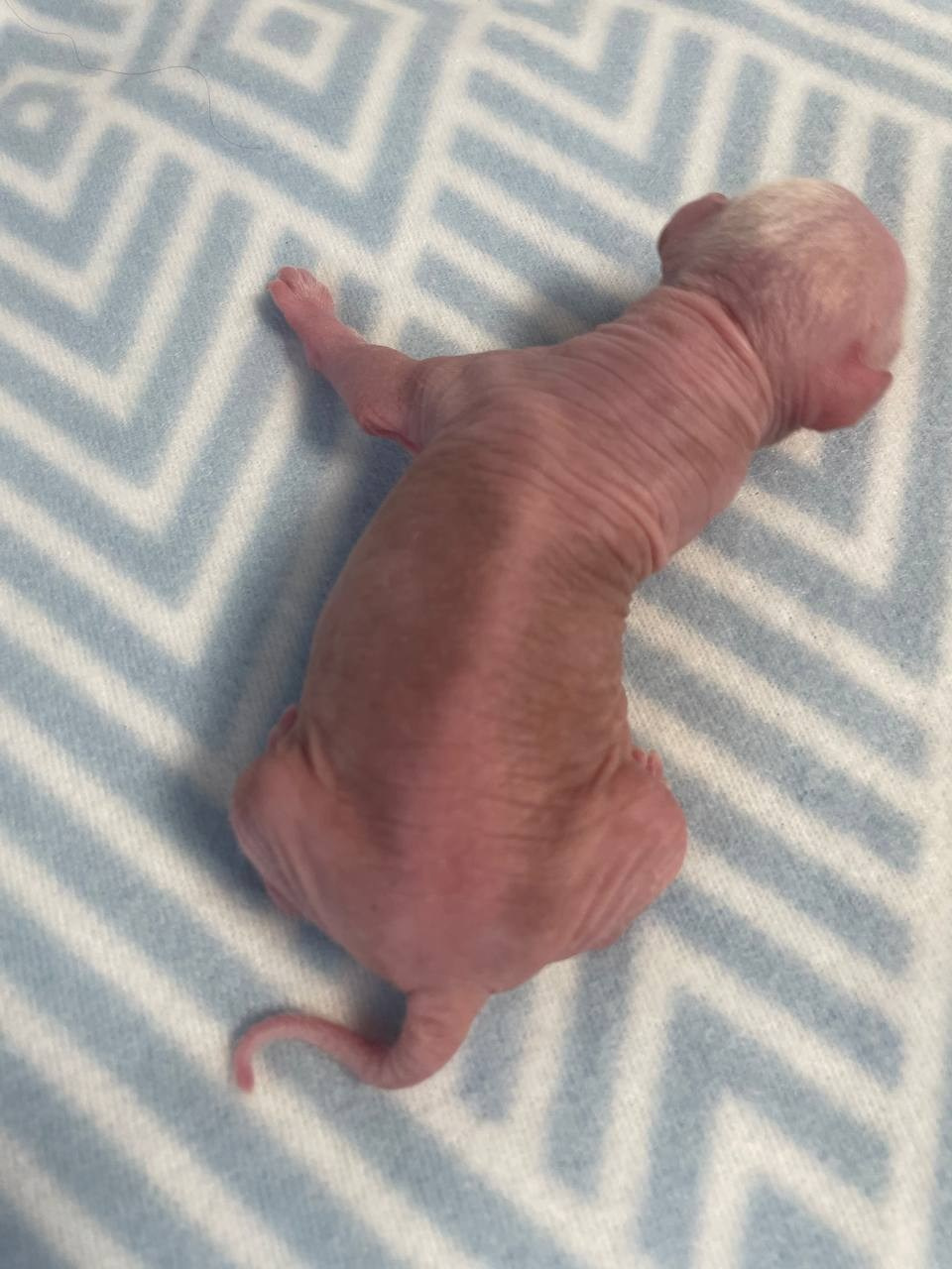 D1 День Рождения