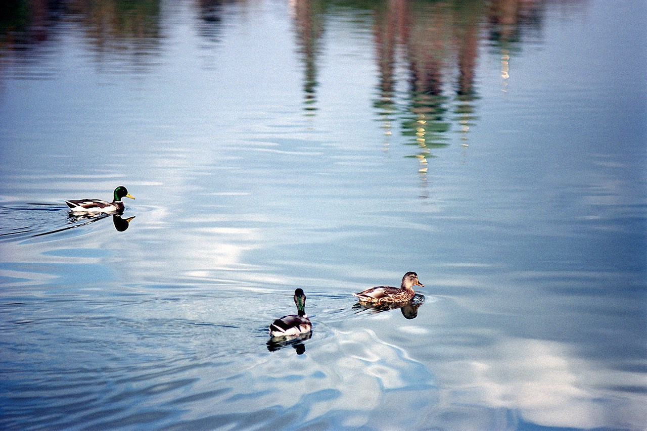 РАЗНОЕ. Андрей Пономарёв