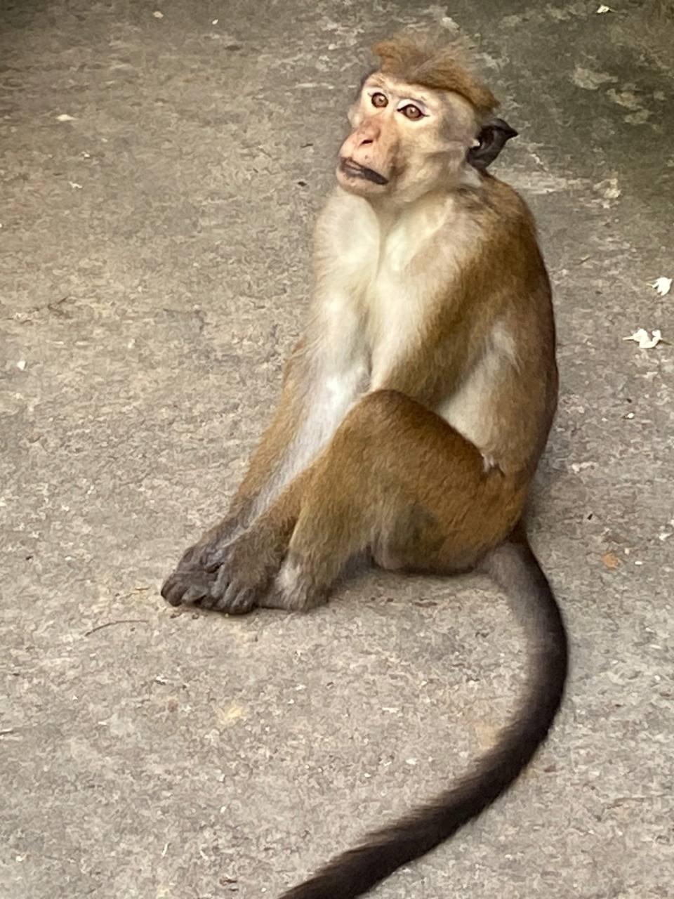 Шри-Ланка | 31.01 — 10.02.2025. Галерея Фантим