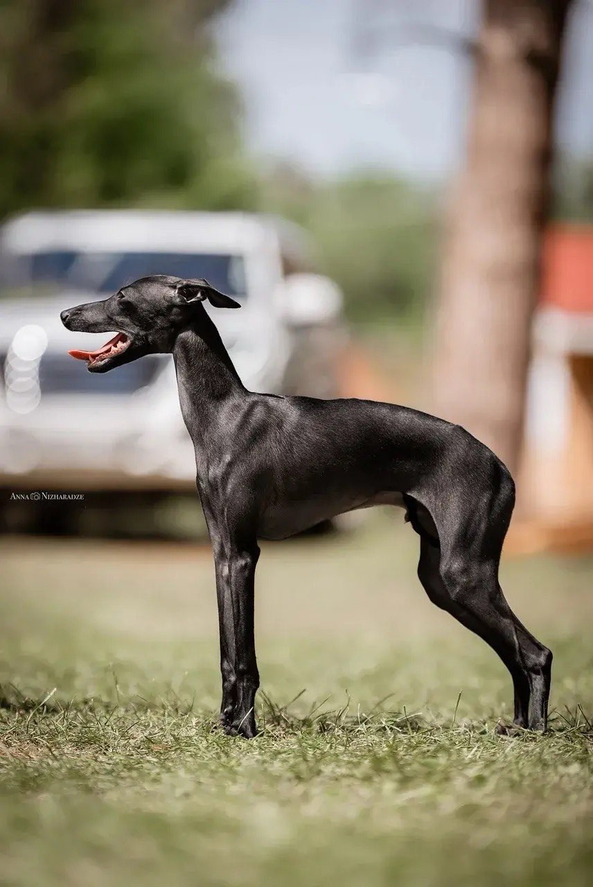 Белые девочки. Профессиональный питомник левреток РКФ/FCI ASTI SAPPHIRE 💎 Сочи|Санкт-Петербург