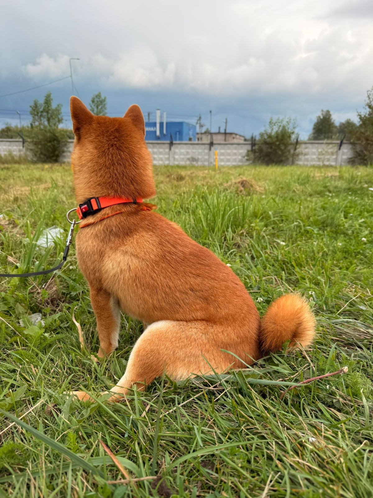 Rubylight Leo. Американская акита I Сиба ину I Питомник RUBYLIGHT