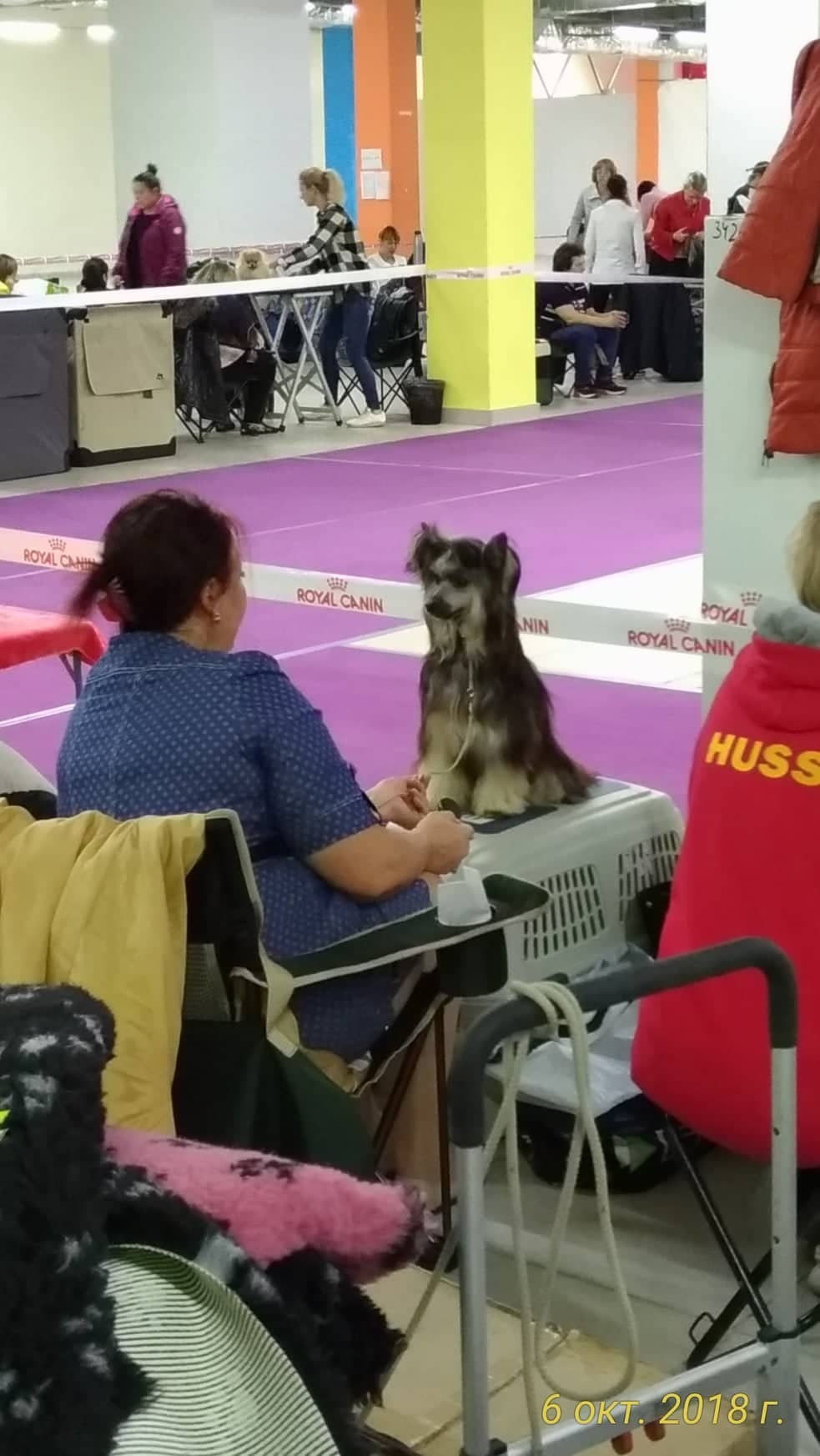 Poale Ell Bazhen. Chinese Crested Dog Kennel Poale Ell