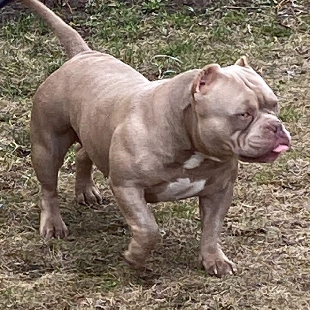 Купить Французского Бульдога Москва, Купить щенка Французского бульдога Москва, Питомник Французских Бульдогов Москва,  Питомник Французский Бульдог Москва, 