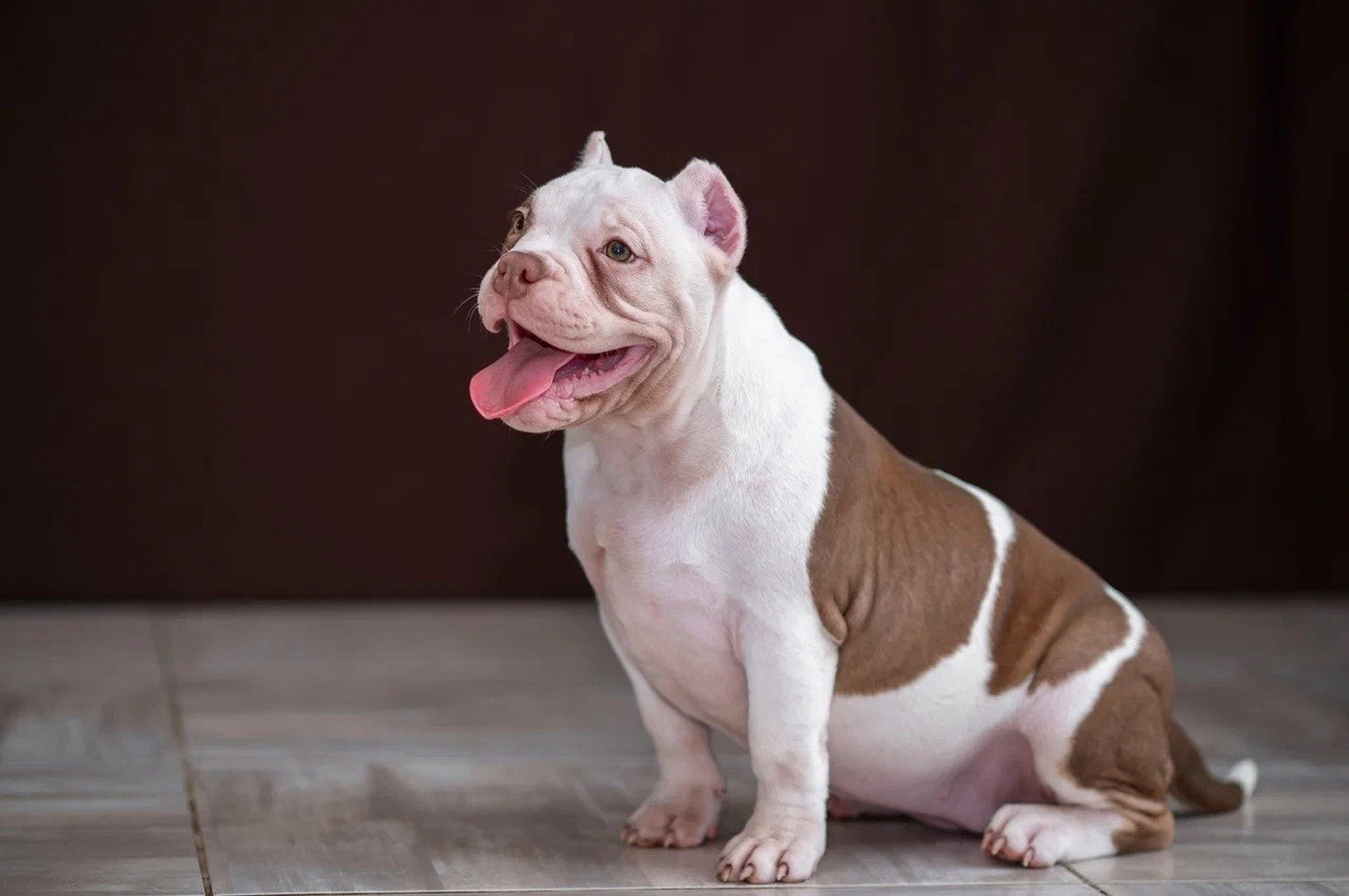 Свободные щенки Американский Булли в Иркутске. Питомник собак Иркутск