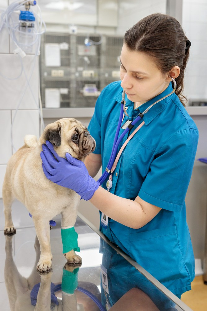 Бизнес фотосессия для ветеринарной клиники Казань. Промышленный фотограф | Фото для бизнеса | Казань и РФ