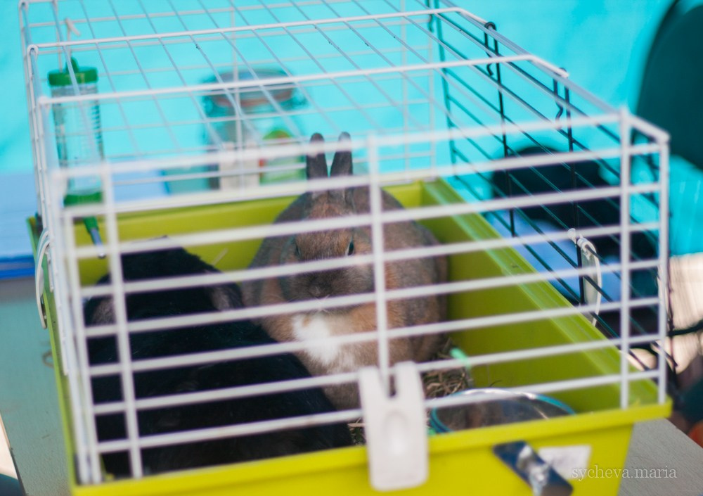 Ярмарка талантов. Детский и семейный фотограф, фотограф мероприятий Нижний Новгород