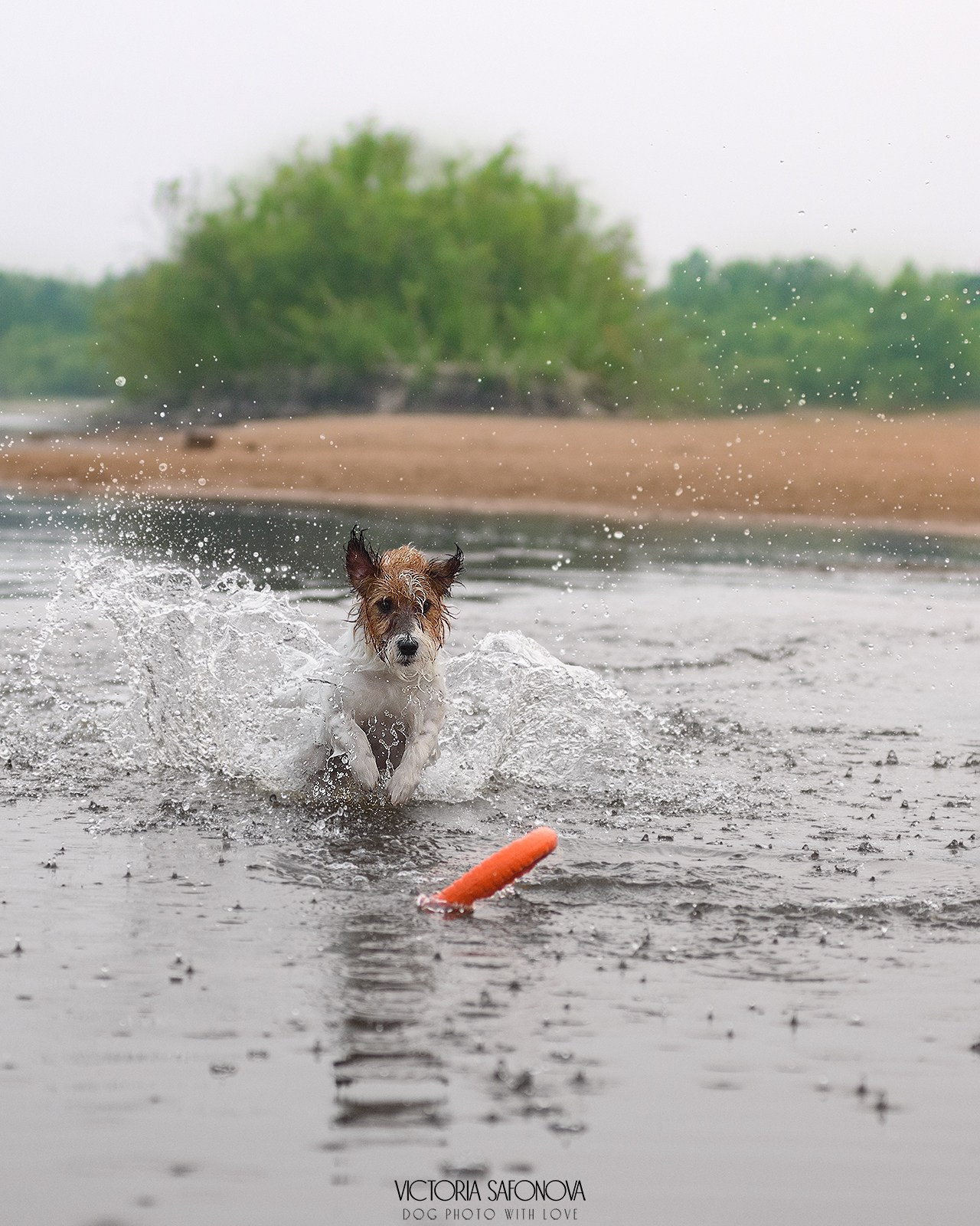Перчик и Рома 14.07.2024. Фотограф анималист Благовещенск. Сафонова Виктория