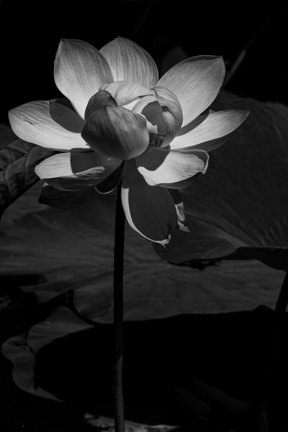 Лотос. Любимый фотограф