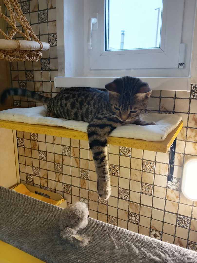 Феликс — чувствительный малыш с большим сердцем. Гостиница для кошек Усики и хвостики, Красноярск