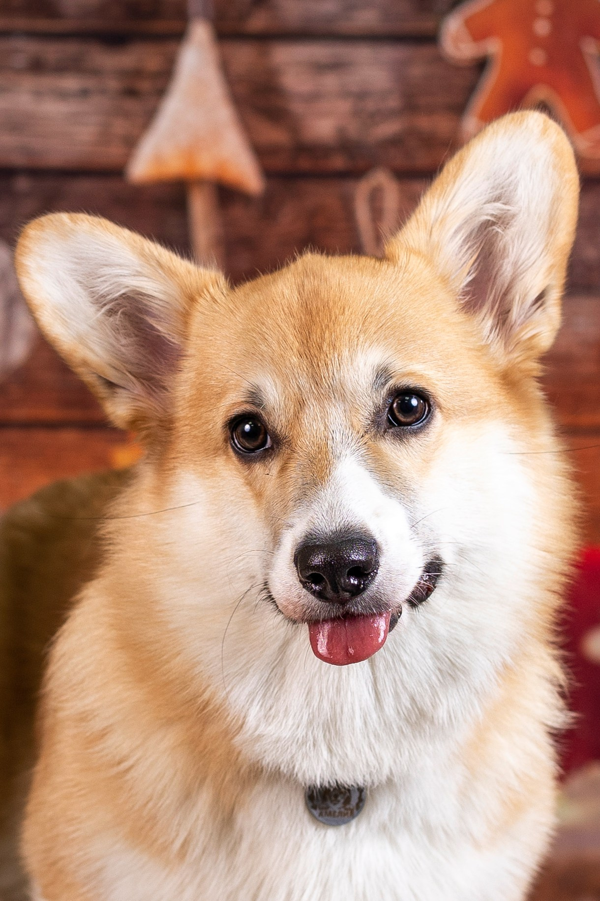 Новогодние. Фотограф 📸 семейный, предметный, репортажный