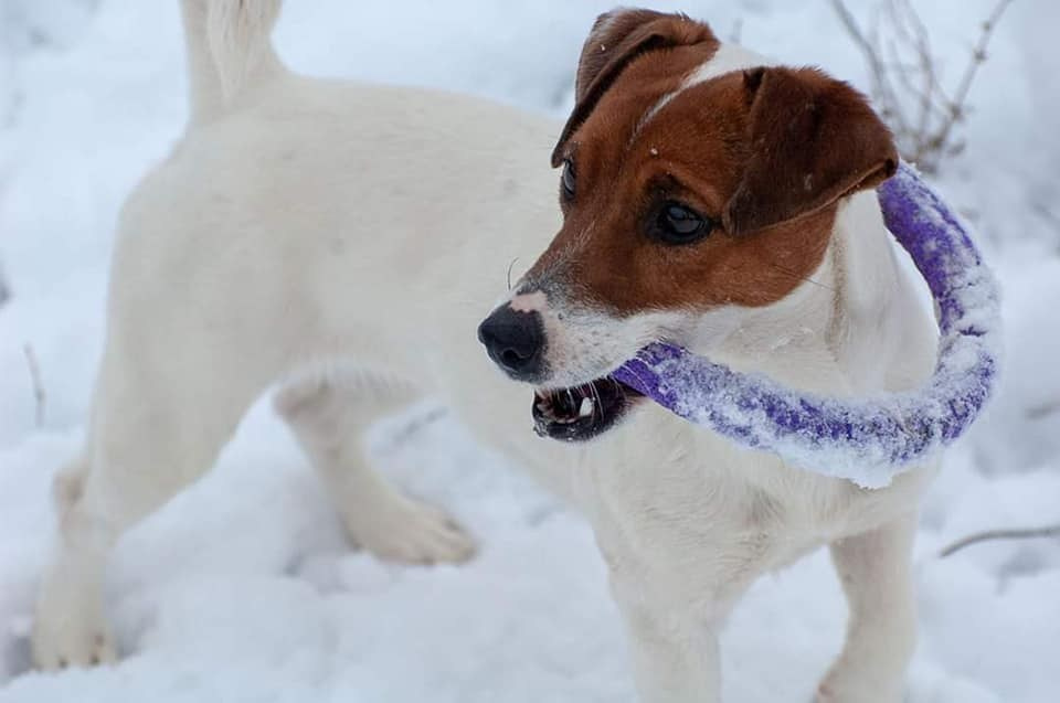 UNIKA LARKY ONLINE. КАНЕ МАЭСТРО — питомник Джек рассел терьеров