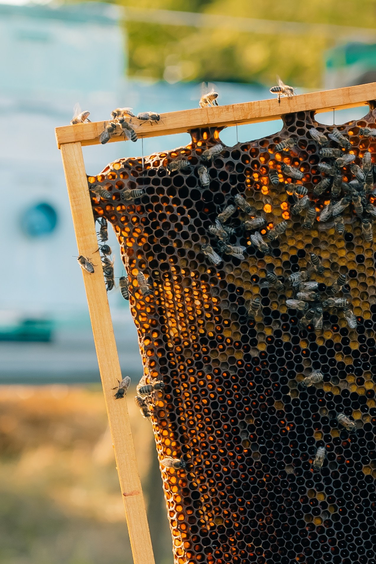 Контент фотосессия для частной пасеки. Свадебный и семейный фотограф в Краснодарском крае Мария Данилкина