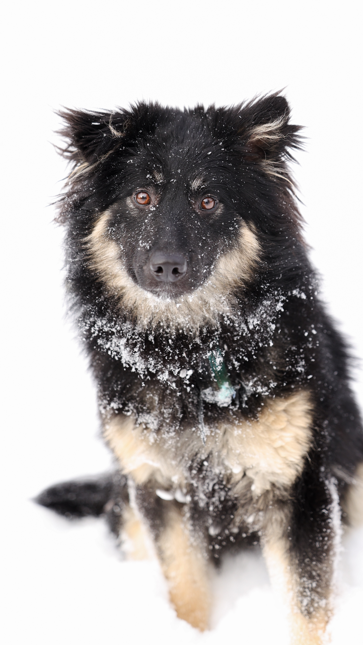 Новогодние питомцы. Художник Варвара Форс