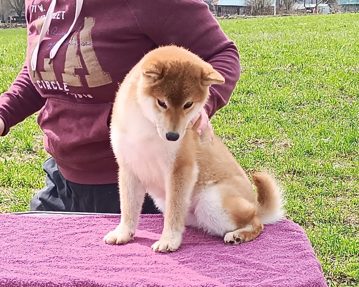 Rubylight Bella * Белла. Американская акита I Сиба ину I Питомник RUBYLIGHT