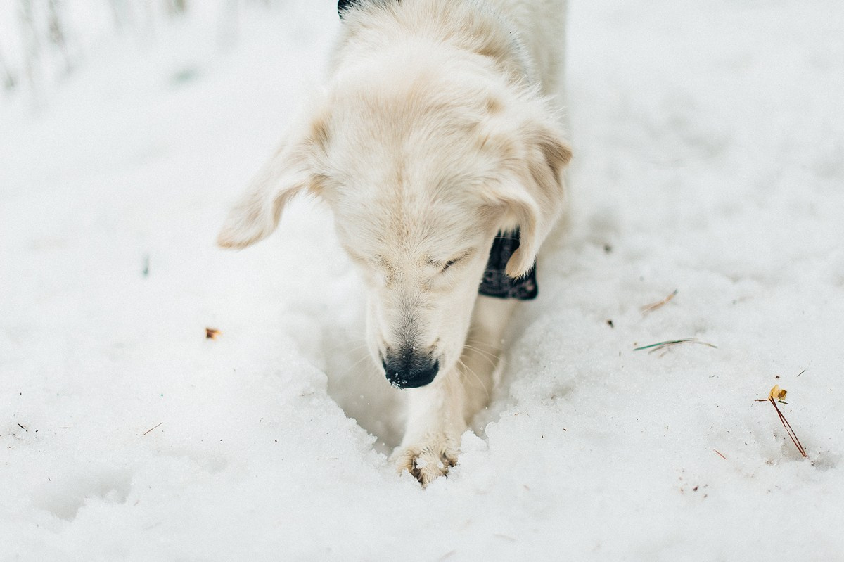 ШАНТИ и СЕМЬЯ. Свадебный и семейный фотограф РИТА БОЧКАРЁВА