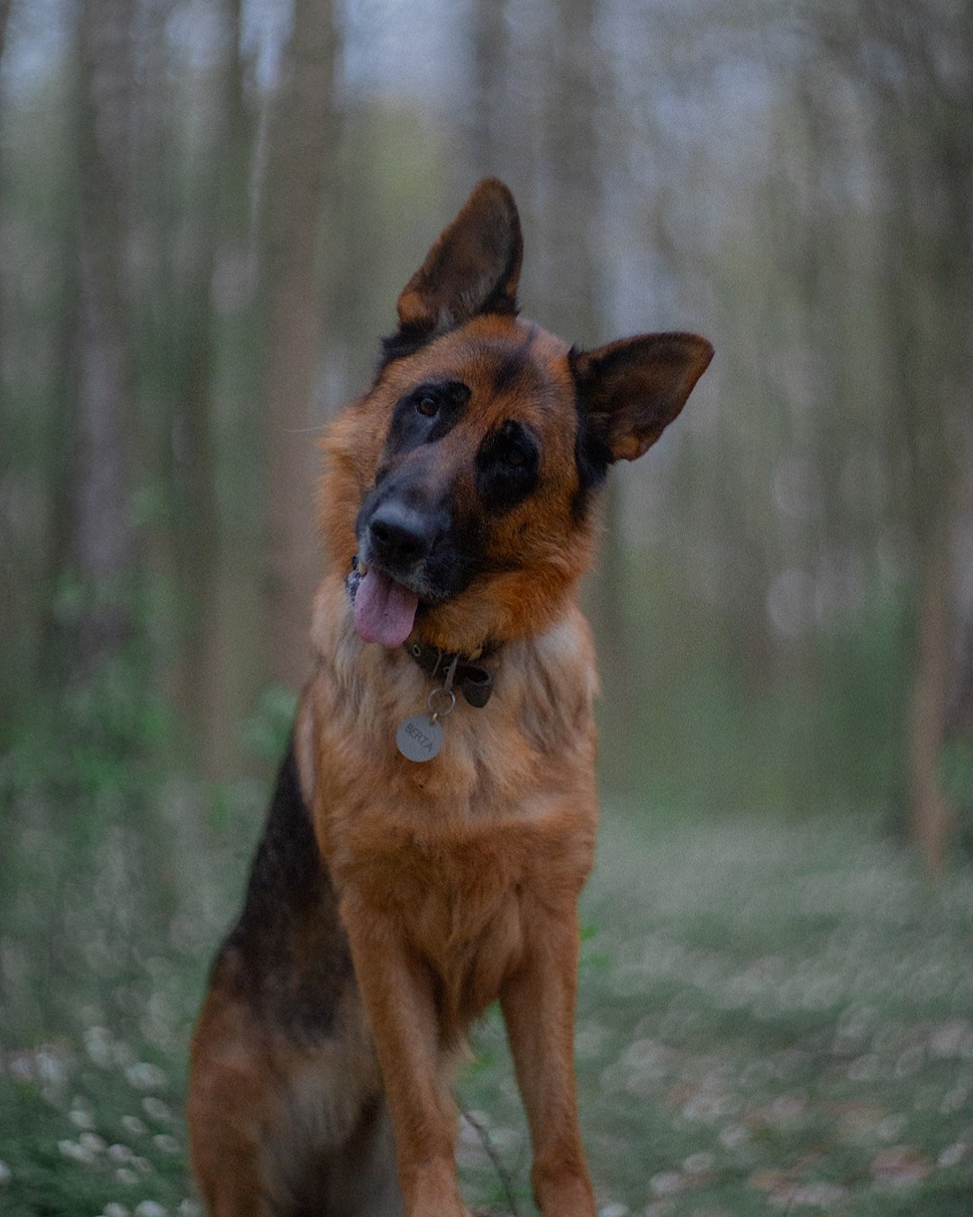 Евгения и Берта. Фотограф анималист в Москве и Санкт-Петербурге Свиридова Анна
